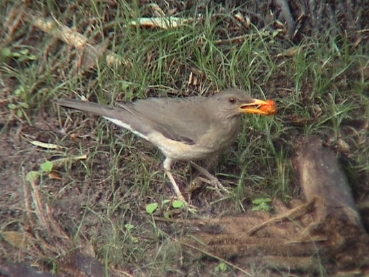 African Thrush