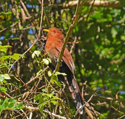 Little Cuckoo