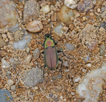 Poecilus lepidus - Heidekielspriet