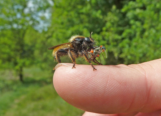 Laphria flava - Gele hommelroofvlieg