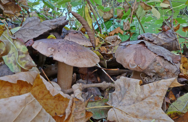 Tricholoma populinum - Populierenridderzwam