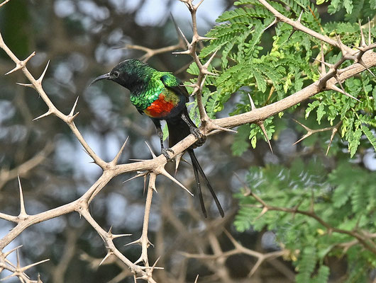 Nectarinia coccinigaster - Splendid Sunbird