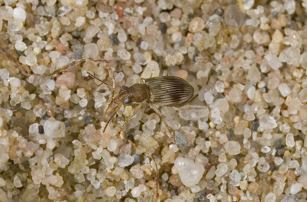 Bembidion ruficolle - Roodhalspriemkever