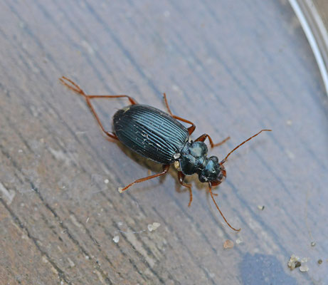 Leistus fulvibarbis - Blauwzwarte baardloper