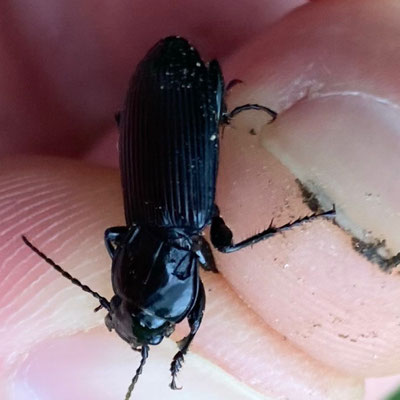 Pterostichus melanarius - Gewone zwartschild