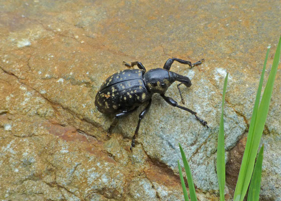 Liparus germanus - Trage snuittor