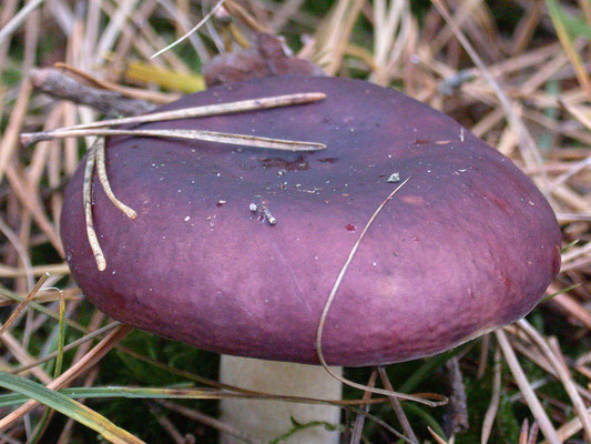 Russula turci - Jodoformrussula