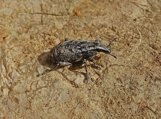 Distelgalsnuitkever - Cleonis pigra