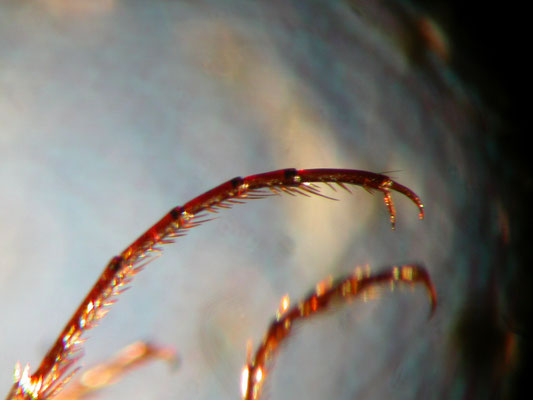 Nebria salina