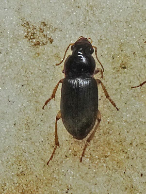 Harpalus griseus