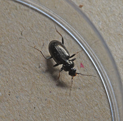 Loricera pilicornis - Borstelsprietloopkever