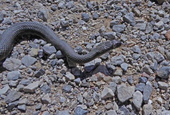 Dobbelsteenslang (Natrix tesselata)