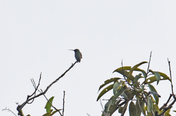 Black-throated Mango