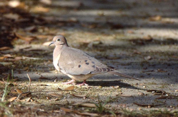 Mourning dove
