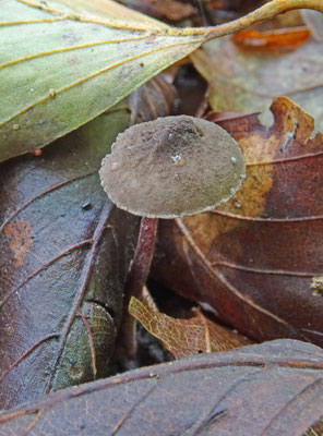 Melanophyllum haematospermum - Verkleurzwammetje