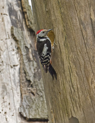 Middelste Bonte Specht