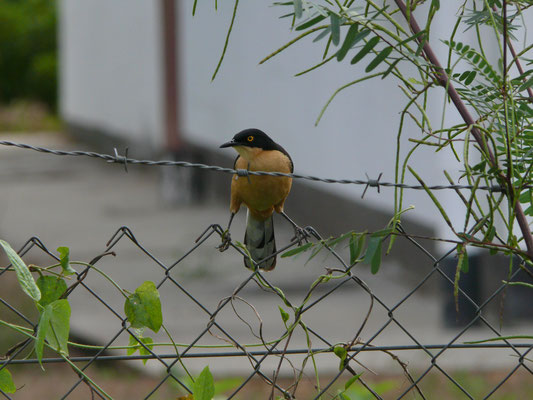 Black-capped Donacobius