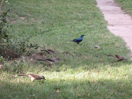 Lamprotornis chloropterus - Lesser Blue-eared Glossy-Starling