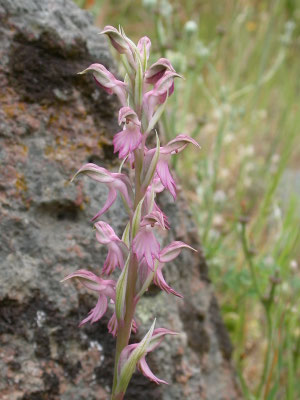 Orchis sancta (heilige orchis)