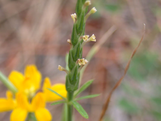 Crucianella latifolia