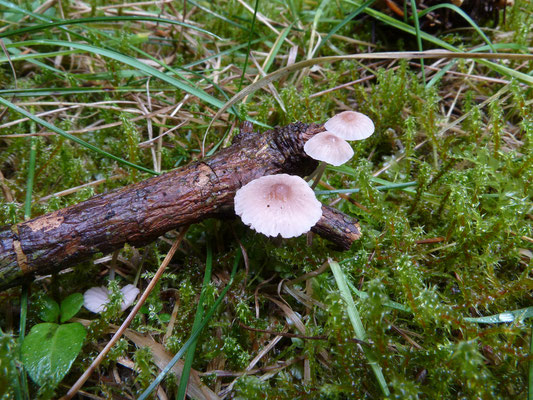 Mycena metata - Dennenmycena