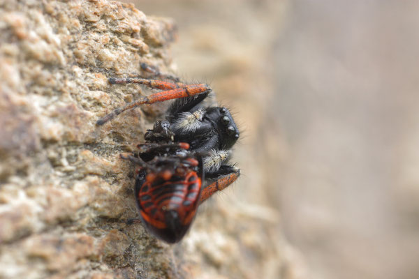 Vuurspringer (Philaeus chrysops) , foto Ruud