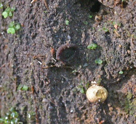 Plicariella scabrosa (Losser)