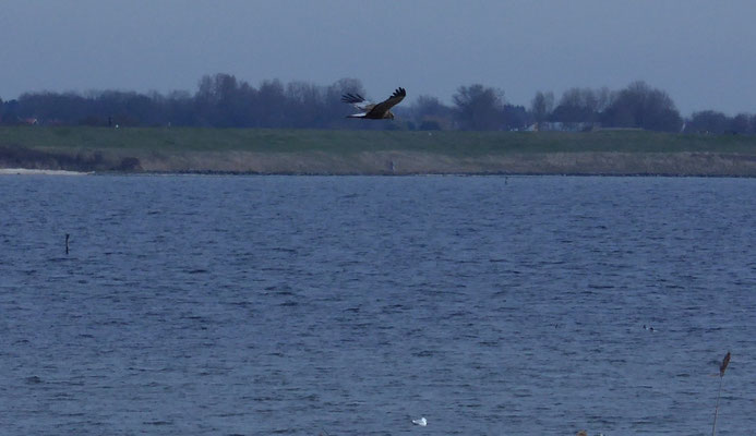 Bruine kiekendief, man