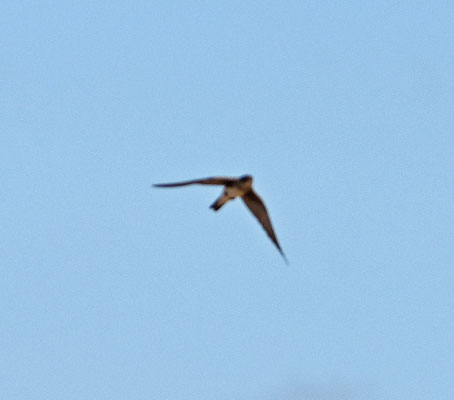 Brown-chested Martin