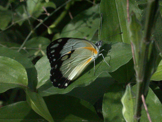 Appias epaphia