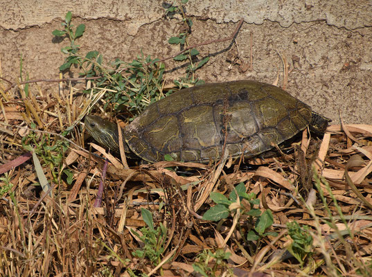 Mauremys rivulata - Balkanbeekschildpad