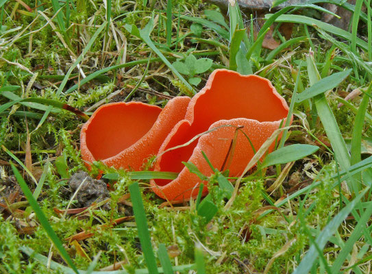Aleuria aurantia - Grote oranje bekerzwam