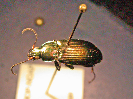 Poecilus cupreus