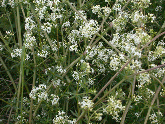 Galium mollugo - Glad walstro