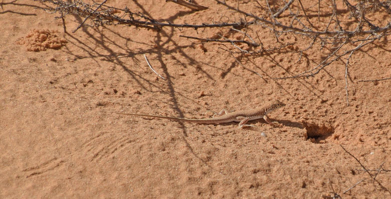 Acanthodactylus aegyptius