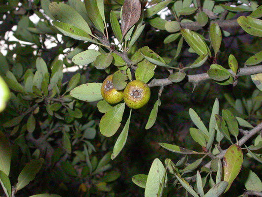 Pyrus amygdaliformis
