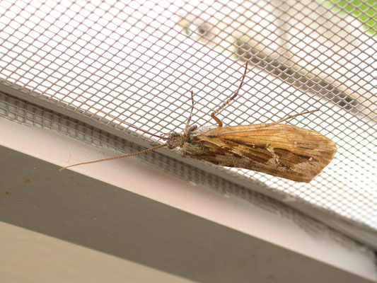 Phryganea grandis