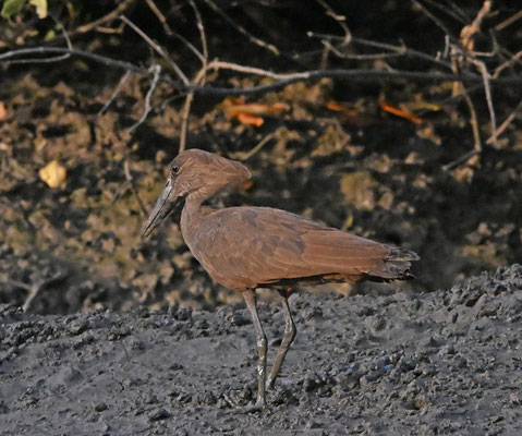 Scopus umbretta - Hamerkop
