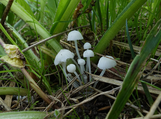 Smeerwortelmycena