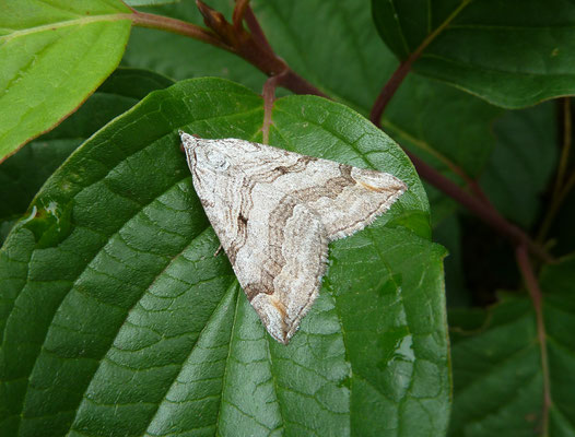 Aplocera efformata - Sint-Janskruidblokspanner