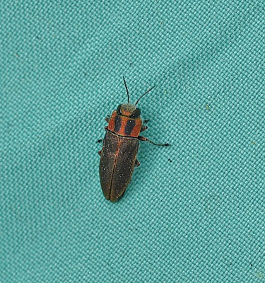 prachtkever spec