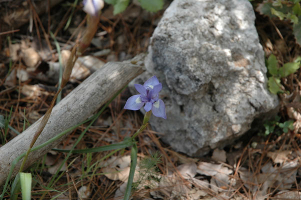 Iris cretensis