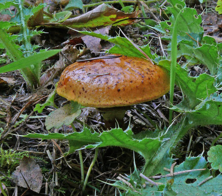 Suillus cavipes - Holsteelboleet