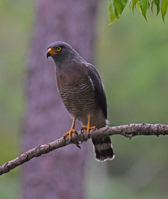 Roadside Hawk