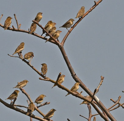 Quelea quelea - Redbilled Quelea