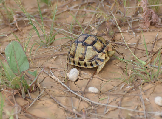 Testudo kleinmanni