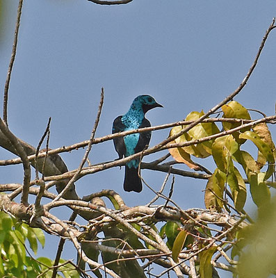 Spangled Cotinga, male