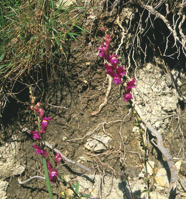 Antirrhinum majus - Grote leeuwenbek