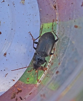 Nebria brevicollis
