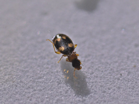 Zuidelijke schorsloper - Calodromius bifasciatus